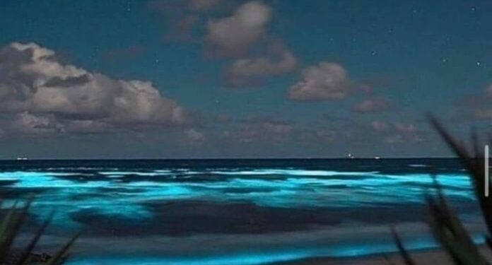 Bioluminiscencia playas de México