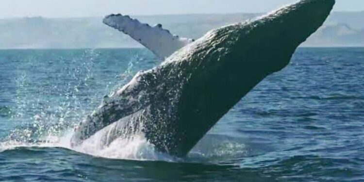 Durante la temporada de avistamiento, que va desde mediados de julio hasta finales de octubre, llegan a transitar más de 5,000 ejemplares de ballenas jorobadas que arriban desde la Antártida y ofrecen un bello espectáculo marino que pueden apreciarse en alta mar partiendo de las playas de Piura y Tumbes. ANDINA/Difusión