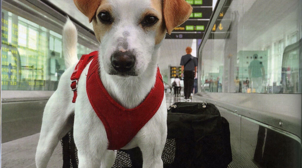 'Pipper' durante uno de sus viajes por España. Foto: Pablo Muñoz ('España con perro')
