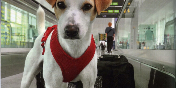 'Pipper' durante uno de sus viajes por España. Foto: Pablo Muñoz ('España con perro')