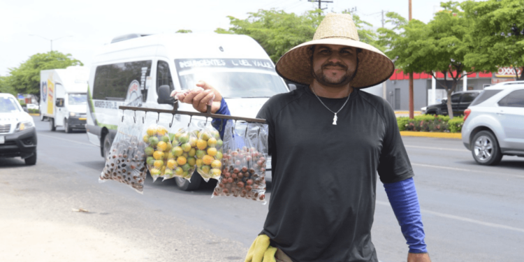 Comercializar ciruela es clave para evitar pérdidas de hasta 50 %