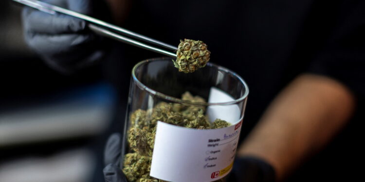 La regularización del cannabis está trayendo beneficios a las economías turísticas de los gobiernos que permiten el "turismo cannábico". REUTERS/Athit Perawongmetha