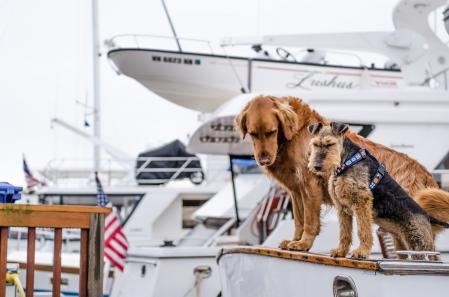 El barco es uno de los medios de transporte donde las mascotas pueden viajar en compañía de los propietarios, pero antes hay que averiguar sus condiciones de salud