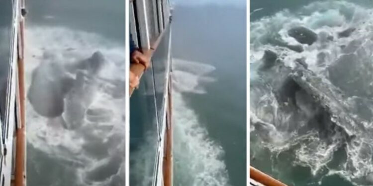 Video: un crucero chocó contra un iceberg durante su travesía por Alaska y quedó grabado