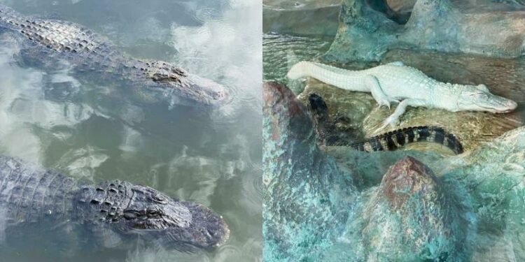0_cocodrilos.jpg
