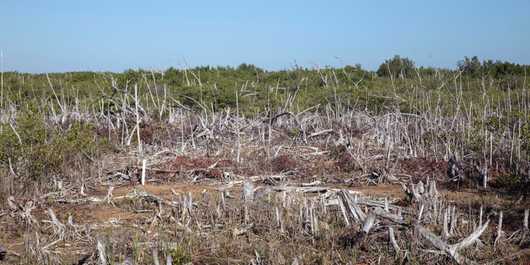 El coral del Caribe está en riesgo: el caso de Mahahual