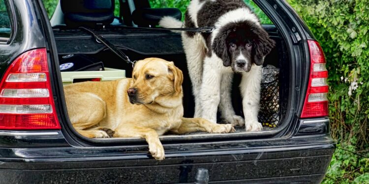 Ángel Osuna, adiestrador canino, nos enseña a planificar viajes en coche con nuestro perro para disfrutar del trayecto