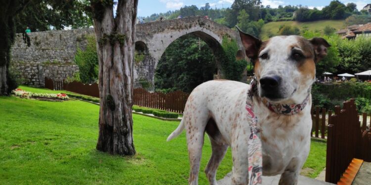 «Asturias es un destino dog friendly ideal»