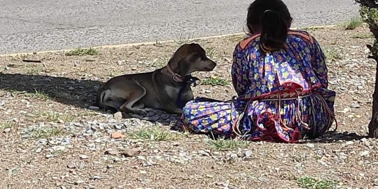 Captan a niña que pide dinero en crucero de Cuauhtémoc para comprarle croquetas a su perrito – Las Noticias de Chihuahua – Entrelíneas