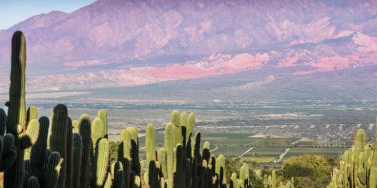 Ruta del Vino torrontés en Salta