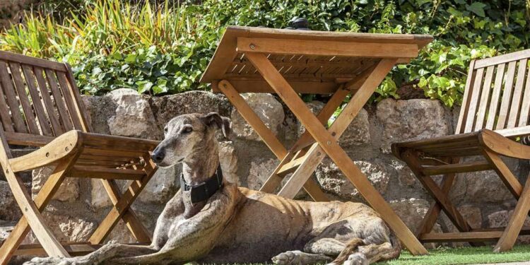 De veraneo con el perro, siete alojamientos para no tener que separarse de la mascota