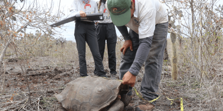 La especie original de tortuga gigante de Santa Fe se extinguió hace más de 150 años, por lo tanto, la Autoridad Ambiental decidió introducir tortugas de la especie Chelonoidis hoodensis (isla Española) como análogo ecológico.