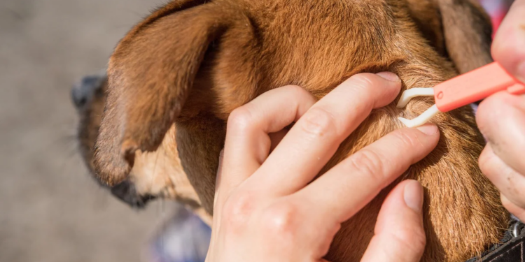 El botiquín indispensable para salir de vacaciones con el perro
