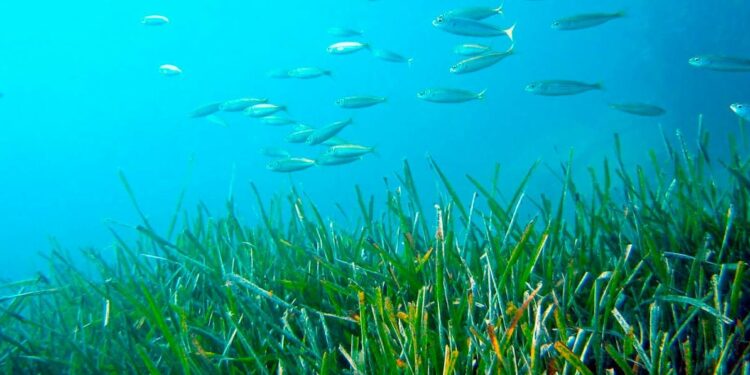 En busca del equilibrio entre la actividad turística y la protección de la posidonia