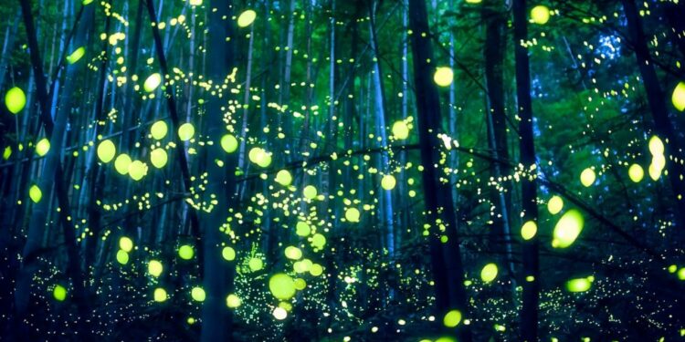 Festivales de luciérnagas en Japón