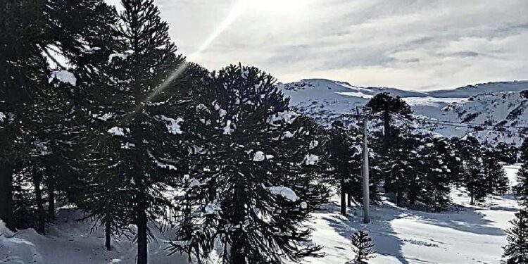 Las mejores postales de la nevada en la cordillera neuquina
