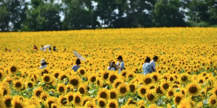 Girasoles