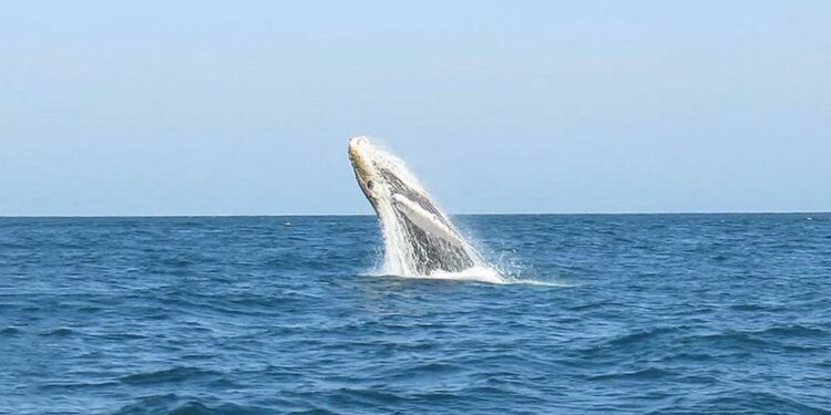 Piura | Inició la temporada de avistamiento de ballenas | FOTOS | GALERÍA | RMMN EMCC | VAMOS