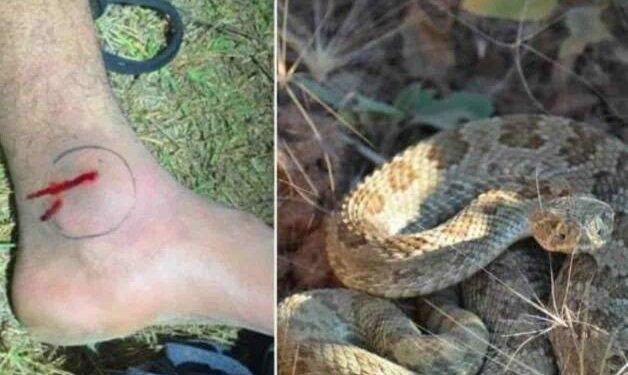Rescatan a migrante mordido por serpiente