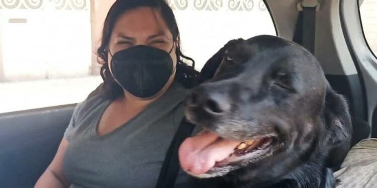 taxi-para-huellitas-y-más-viajes-mascotas