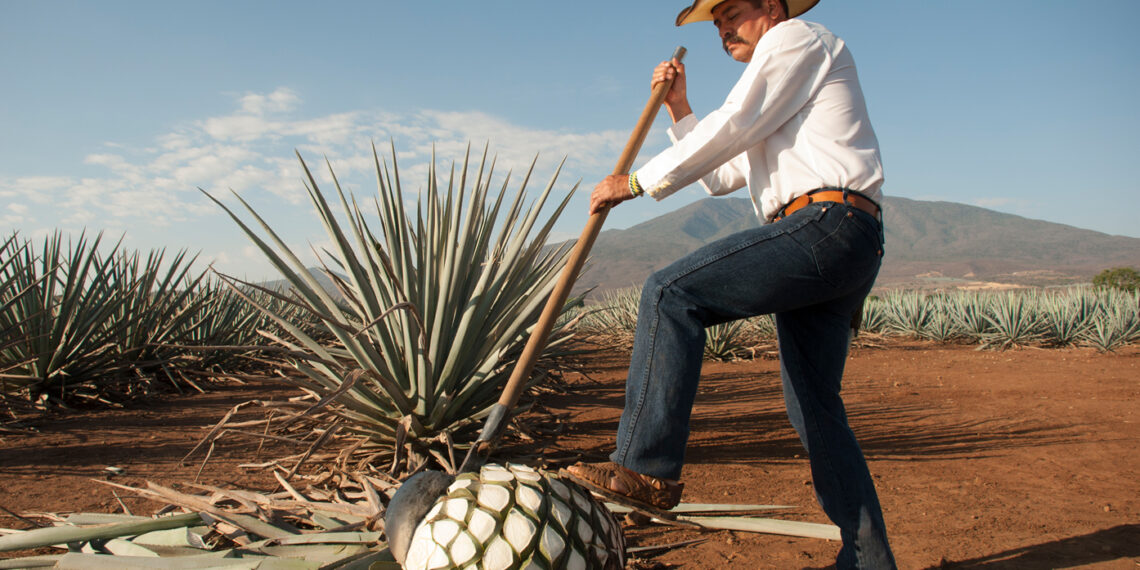 Dia Internacional del Tequila, conoce los records que ha roto la bebida mexicana