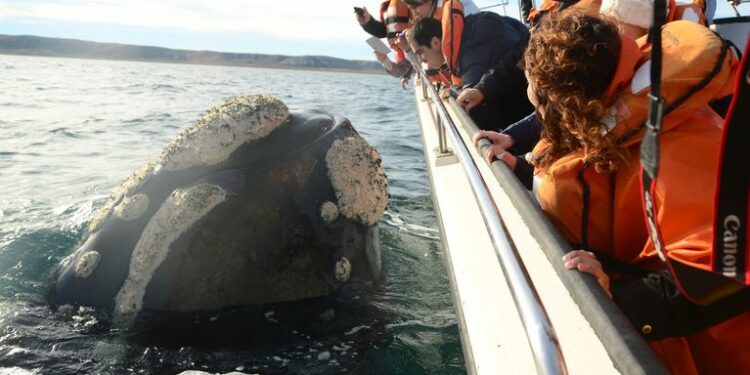 Las primeras ballenas comienzan a llegar a Puerto Madryn en junio, pero la temporada alta de avisates comienza en agosto (Foto: gentileza Secretaría de Turismo de Puerto Madryn)