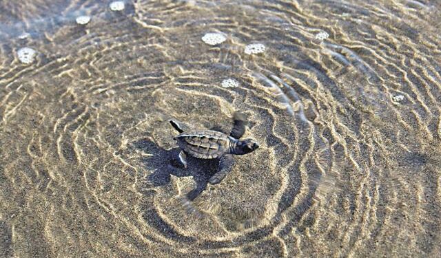 Tortugas marinas, un recurso con gran potencial turístico en Panamá