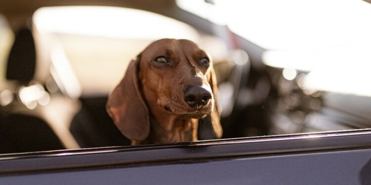 Tres errores importantes que cometemos al viajar con mascotas