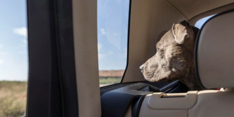 Viajar con mascotas, los mejores consejos para un camino por carretera sin problemas