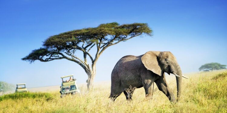 Vídeo | Las cinco recomendaciones de Paco Nadal: parques nacionales para un safari en África | Viajes Paco Nadal