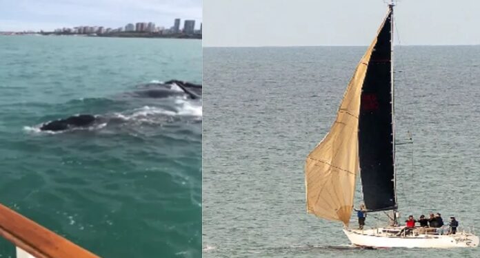 acusan al Anamora de “hostigar” ballenas