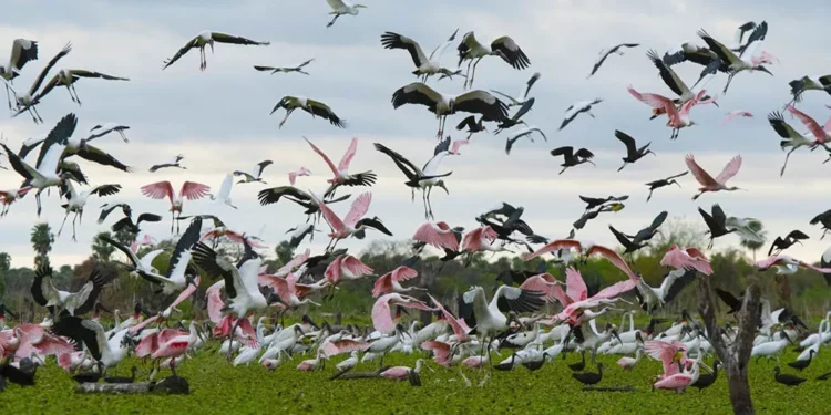 1-Aves Bañado La Estrella-Formosa -Gran Chaco-Argentina