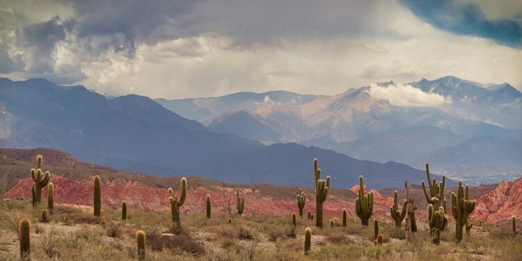 Paisaje de cardones y montañas en el norte argentino