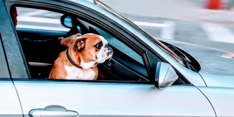 transporte pet friendly