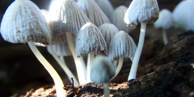 Hongos; cucunmelo