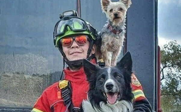 10 años de prisión a hombre que mató a los perritos