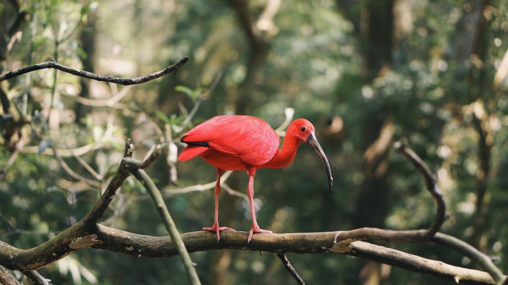 Ecoturismo
