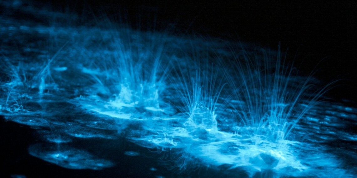 3 playas bioluminiscentes que puedes visitar en México