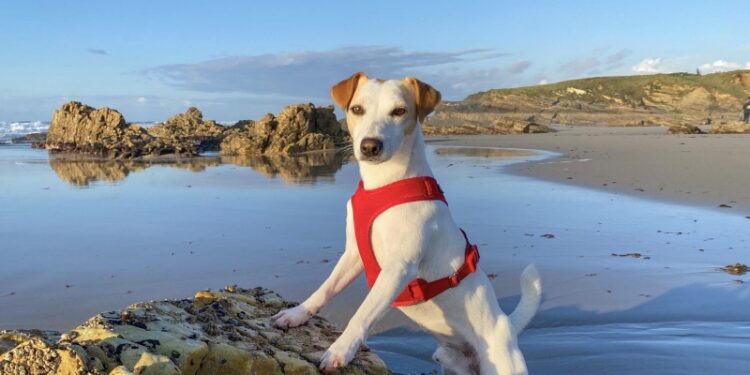 16/06/2022 Pipper en la playa de Punta Corveira, Lugo.