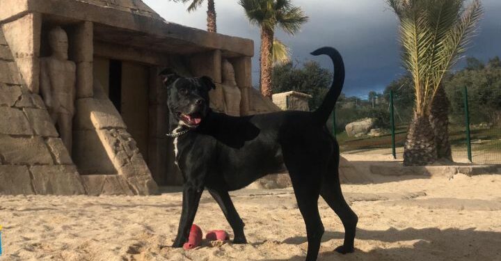 Así es el día a día en un hotel de lujo para perros | Actualidad