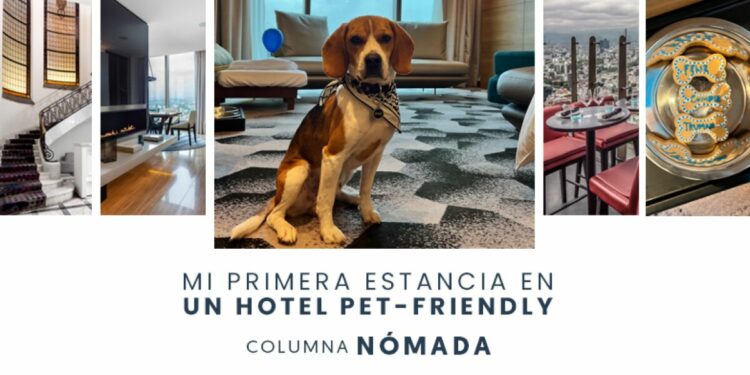 Así es la experiencia de hospedarse en un hotel pet-friendly
