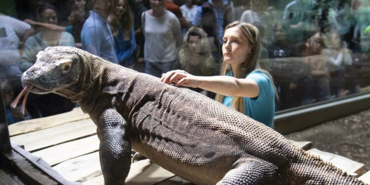 Astronómica entrada para ver al dragón de Komodo desata polémica en Indonesia