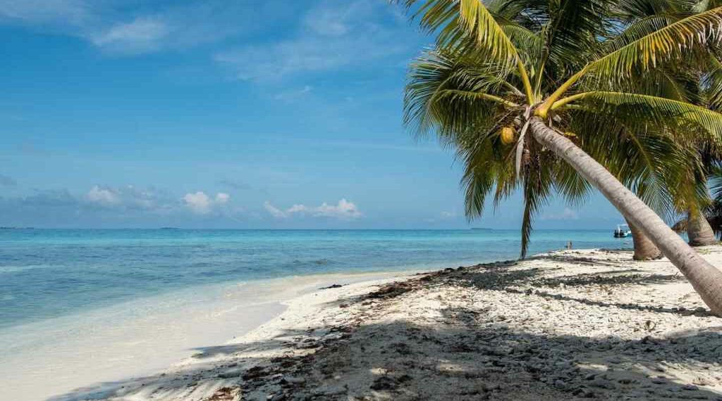 Cayo Laughing Bird.