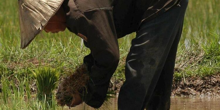 China cultiva arroz para los viajes espaciales