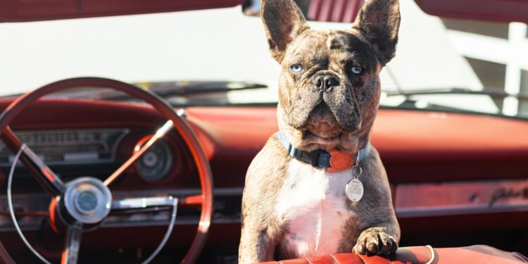 Consejos para viajar con tu mascota este verano