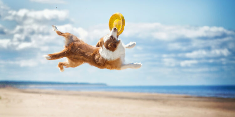Hay un centenar de playas caninas en Espa