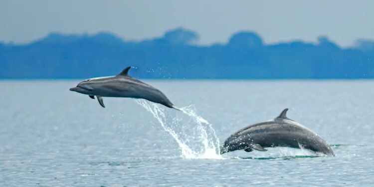 Delfines