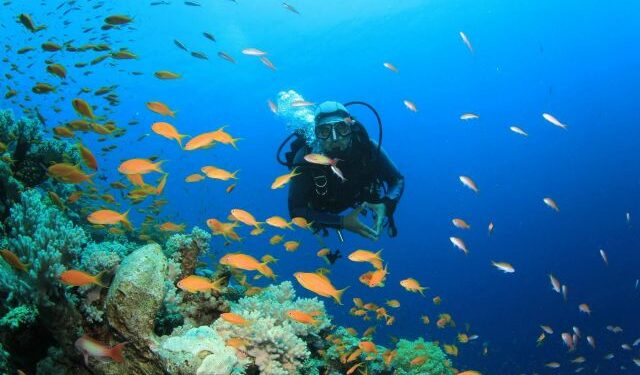 EMPRESA / Diveasapp permite reservar bautizos de buceo, viajes, cursos e inmersiones