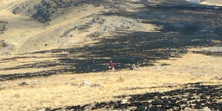 Incendio forestal en Crucero se masifica afectando a más de 350 hectáreas de pastizales