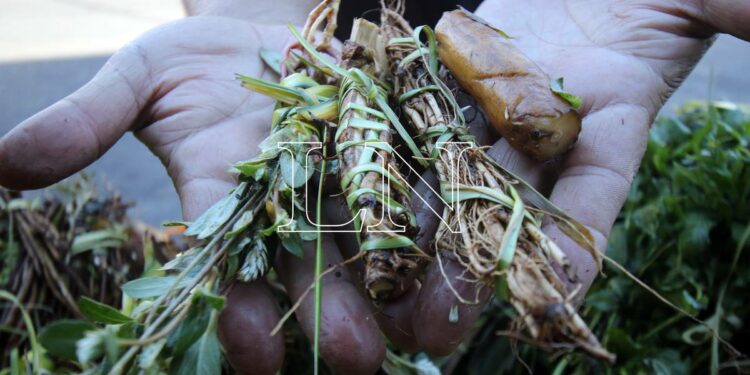 La Nación / Vendedora de yuyos estudió panadería durante la pandemia y ahora está a punto de abrir su propio local